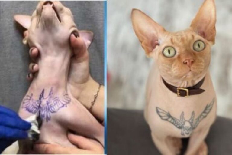 Influencer laat tatoeage bij haar kat zetten